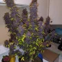 Cannabis seed variety Auto Dark Devil Feminised Silver